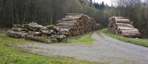 Logging, lumberjacking, forestry, logging, wood piles