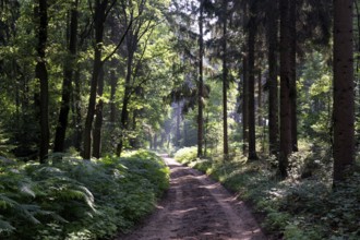 Forest lane in the Bergherbos nature reserve situated on a moraine close to the german border