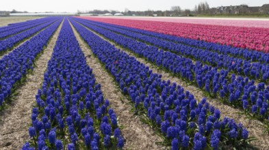 Field with purple hyacinth flowers in the netherlands