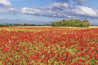 Poppy field with red poppies (Papaver rhoeas, flanders poppy) near Heiligenhafen in