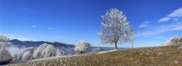 Thawing hoarfrost on solitary tree, winter lime tree, Wisen, Solothurn, Switzerland