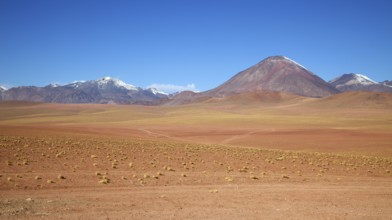 Atacama Desert Laguna Chaxa