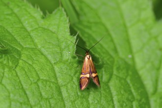 The Adelidae or fairy longhorn moths on a green leaf. Banded longhorn moth on a leaf