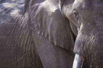 African elephant (Loxodonta africana) portrait, detail, close-up, Manyeleti Game Reserve, South