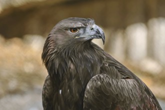 Close up Portrait of Golden Eagle (Aquila Chrysaetos Canadensis) Varna, Bulgaria