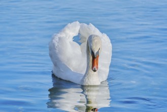 White swan on Lake Varna, Bulgaria