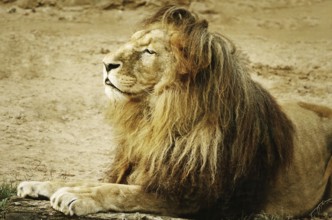 Portrait Of Lion Lying On The Sand