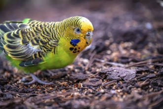A green budgerigar (Melopsittacus undulatus) pecking on the ground in a natural environment,