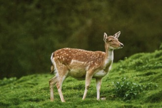 Deer under the Rain at Edge of the Forest Obermaiselstein, Germany