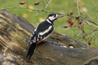 Male great spotted woodpecker sitting on a tree trunk with red rose hips, looking right