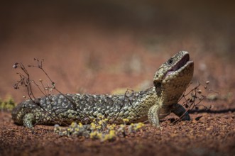 Blue-tongued skink or shingle-backed skink, also known as pine cone lizard (Tiliqua rugosa),