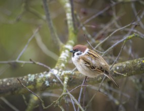 Closeup of a sparrow sitting on the branch of a tree