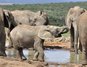 A baby African Elephant in the Addo Elephant Park, South Africa