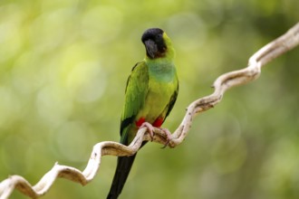 Close-up of beautiful Nanday Parakeet perched on a branch against defocused natural background,