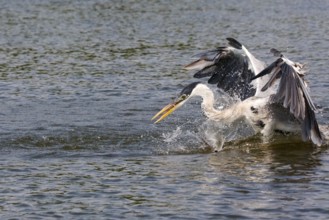 Cocoi Heron landing on water surface to catch fish, wings up, Pantanal Wetlands, Mato Grosso,