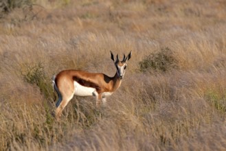 Springbok