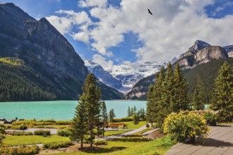 Flowers on the mountain glacial lake Louise. Beautiful sunny day in Banff National Park, Rocky