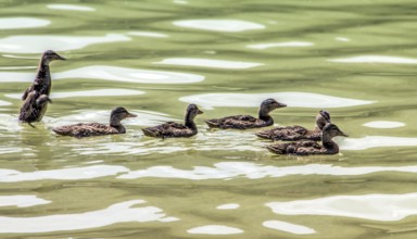 Mallard ducks (Anas platyrhynchos)