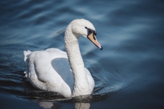 Swan (olor) Offenbach am Main, Germany