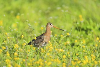 Black-tailed godwit in grass with yellow flowers