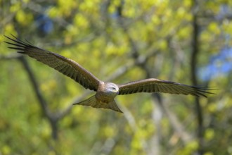 A black kite (Milvus migrans) hovers with its wings outstretched in flight against a background of