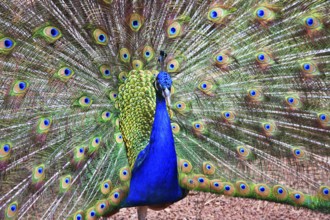 The royal violet peacock, opens a tail in tropical park