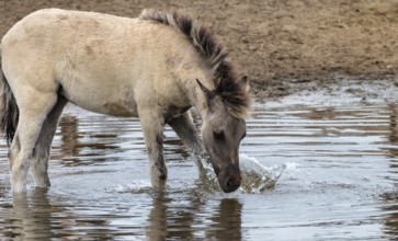 The Dülmen horses live wild near Dülmen, in the Merfelder Bruch nature reserve in North