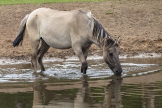 The Dülmen horses live wild near Dülmen, in the Merfelder Bruch nature reserve in North