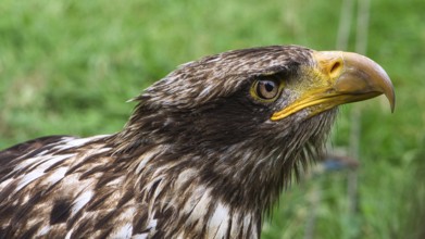 Golden eagle portrai photograph of the head, Brown, white plumage and bright yellow-rimmed eyes.