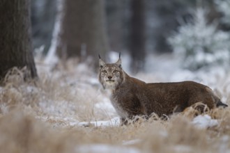 Luchs, Lynx lynx, Eurasian lynx