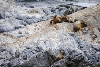 Sea lions on rocky shores in Tierra del Fuego, Argentina