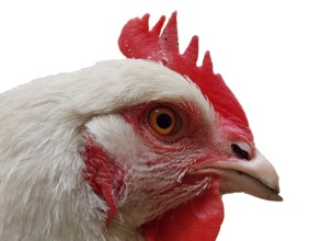 Close-up and detail of white chicken head isolated on white