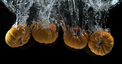 Dwarf Pumpkin (cucurbita pepo), Fruit Falling into Water against Black Background