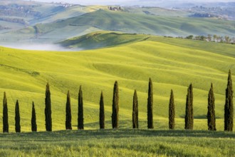 Cypresses (Cupressus), avenue in front of hilly landscape, province of Siena, Tuscany, Italy