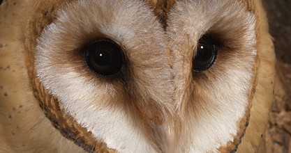 Barn Owl (tyto alba), Portrait of Adult looking around, Normandy in France