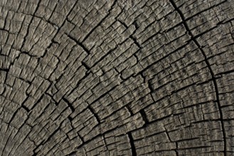 Wood texture with natural patterns as a background
