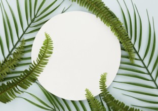 Top view thin leaves ferns with copy space