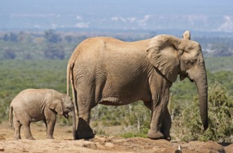 Elephantenmutter mit Jungtier, S