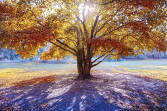 tree with colorful leafs of autumn