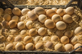 Organic fresh farm eggs at the market place
