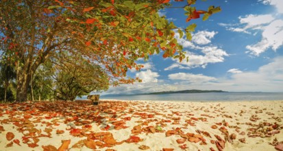 Photo of tree with colourful leaves which lie on sand beach in sunny weather in Pulau Lihaga in