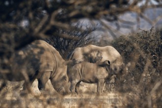 White rhinoceros family with young animal, Limpopo, South Africa