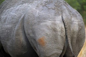 Hinterteil eines Breitmaulnashorns im Kruger Nationalpark, S