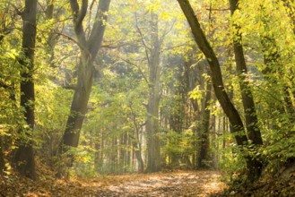 Pathway in the autumn forest