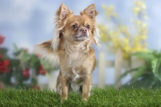 Chihuahua, long-haired
