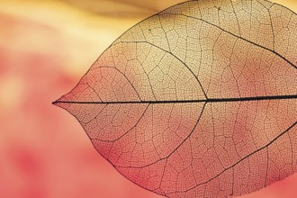 Vibrant transparent orange autumn leaf