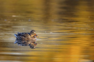 Mallard (Anas platyrhynchos) swimming on a lake in the Mönchbruch nature reserve near Frankfurt,