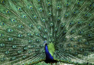 Dancing Indian Peafowl (Pavo cristatus) Peacock in Mudumalai National Park, Nilgiris, Tamil Nadu,