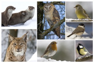 animals in the winter