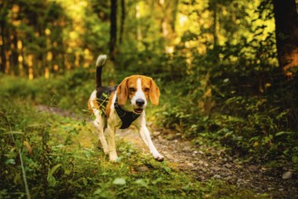 The beagle dog in sunny autumn forest. Alerted huond searching for scent and listening to the woods